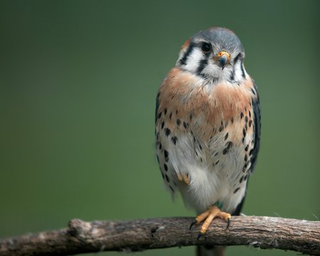 Hawk - bird, birds, branch, hawk, perch, animals