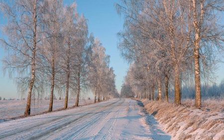 Winter Road in Latvia - Latvia, aspens, winter, road, snow, birches, hoarfrost