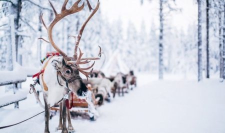 :) - winter, ren, reindeer, craciun, iarna, snow, christmas, santa