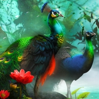 Peacocks