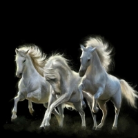 White horses