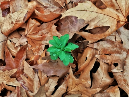 MoEin707 - bahar, barg, iran, moein707, paeeiz, paeiz