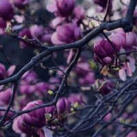 Magnolia