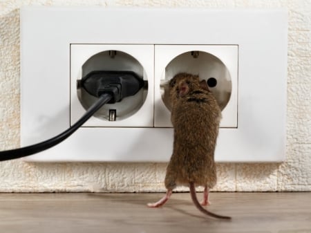 :D - rat, rodent, funny, year of the rat, 2020, mouse