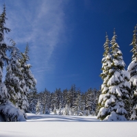 Pretty pines in Winter