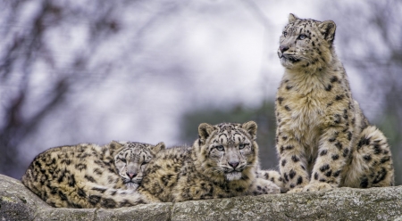 Snow leopards - leopards, wild animals, wild cats, wallpaper, cats, wild, big cats, wildlife, animals, wilderness, snow leopards