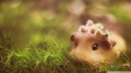 Cute Guinea Pig - cute, guinea, pig, wallpaper