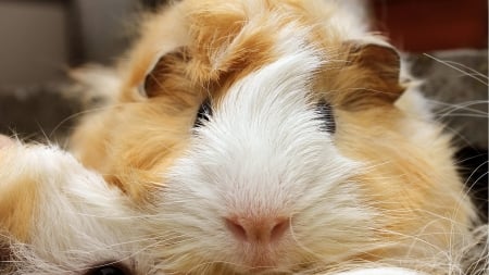 Guinea Pig - Cute, Wallpaper, Guinea, Pig