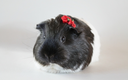 Guinea Pig - cute, guinea, pig, wallpaper