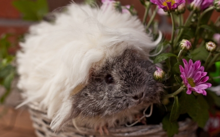 Guinea Pig - Cute, Guinea, Pig, wallpaper