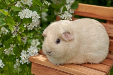 White Guinea Pig - Wallpaper, Guinea, White, Pig