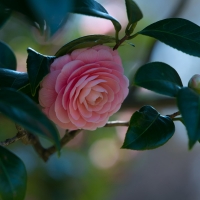 Pink Camellia