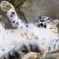 Playful snow leopard puppy