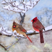 Winter Cardinals