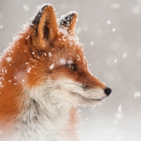 Foxy foxy
