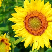 Sunflowers