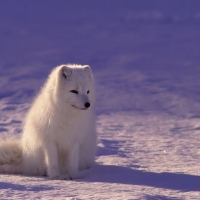 Arctic fox