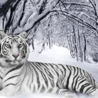 Siberian tiger