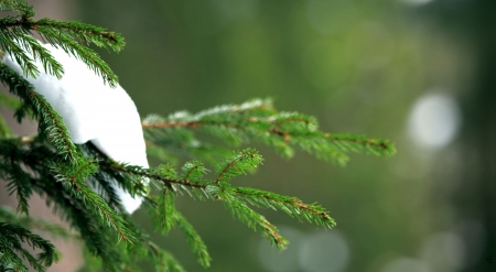 Snowy fir branch - winter, branch, pine, snow, wallpaper, nature, seasons, fir