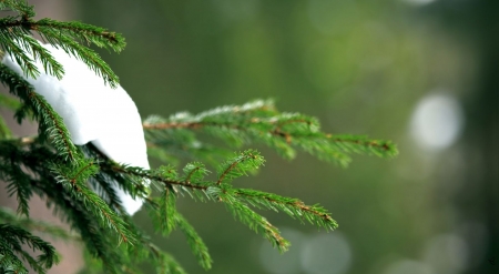 Snowy fir branch - branch, winter, nature, fir, snow, pine, seasons, wallpaper