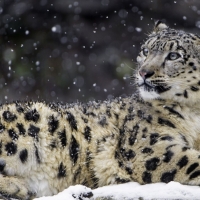 Beautiful snow leopard