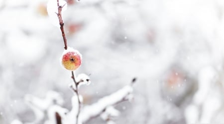 Frozen apple