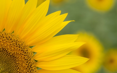 Sunflower - sunflower, summer, floarea soarelui, macro, petals, vara