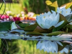 Water lilies