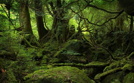 Yakushima Forest