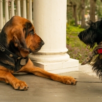 Lady and the Tramp (2019)