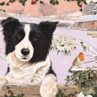 Border Collie