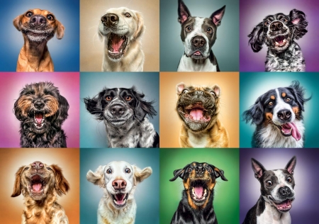 :D - Dogs & Animals Background Wallpapers on Desktop Nexus (Image 2534074)