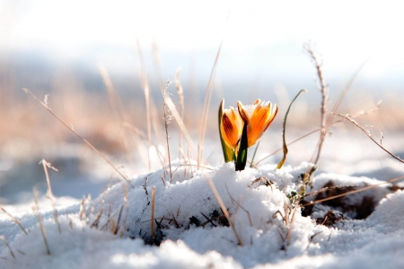 Snowy flower - winter, crocus, snow, flower, beautiful