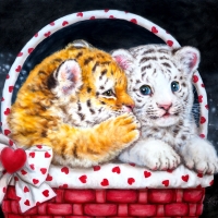 Tiger cubs