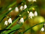 Flowers of a snowdrops