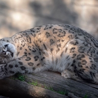 Sweet Snow Leopard