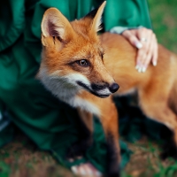 Fox