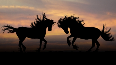 Horses - black, silhouette, cal, couple, horse