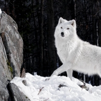 White wolf