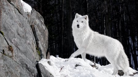 White wolf - wolf, wilderness, white wolf, wild animals, wild, animals, wildlife, wolves