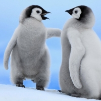 Baby penguins