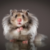 Hamster