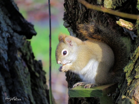 Boefke - animails, forrest, nature, squirrels