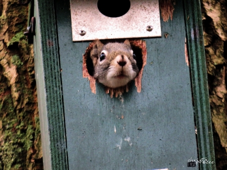 Squirrel in  birdhouse - birdhouse, cute, nature, squirrel