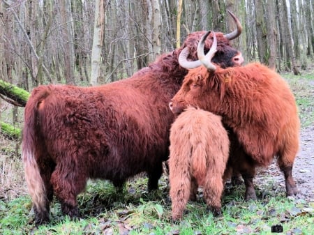 Scottish Highlander - Scottish Highlander, Wildlilf, Corw, Nature