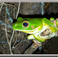 FROG ON A BRANCH