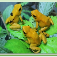 POISON DART FROGS