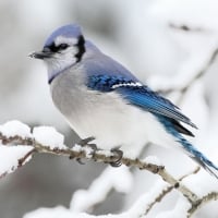 Long-tailed tit