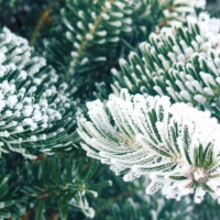 Frost fir branches