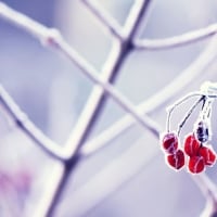 Frozen red berries